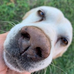 Meet your Posher, SimbaBaylorJAB